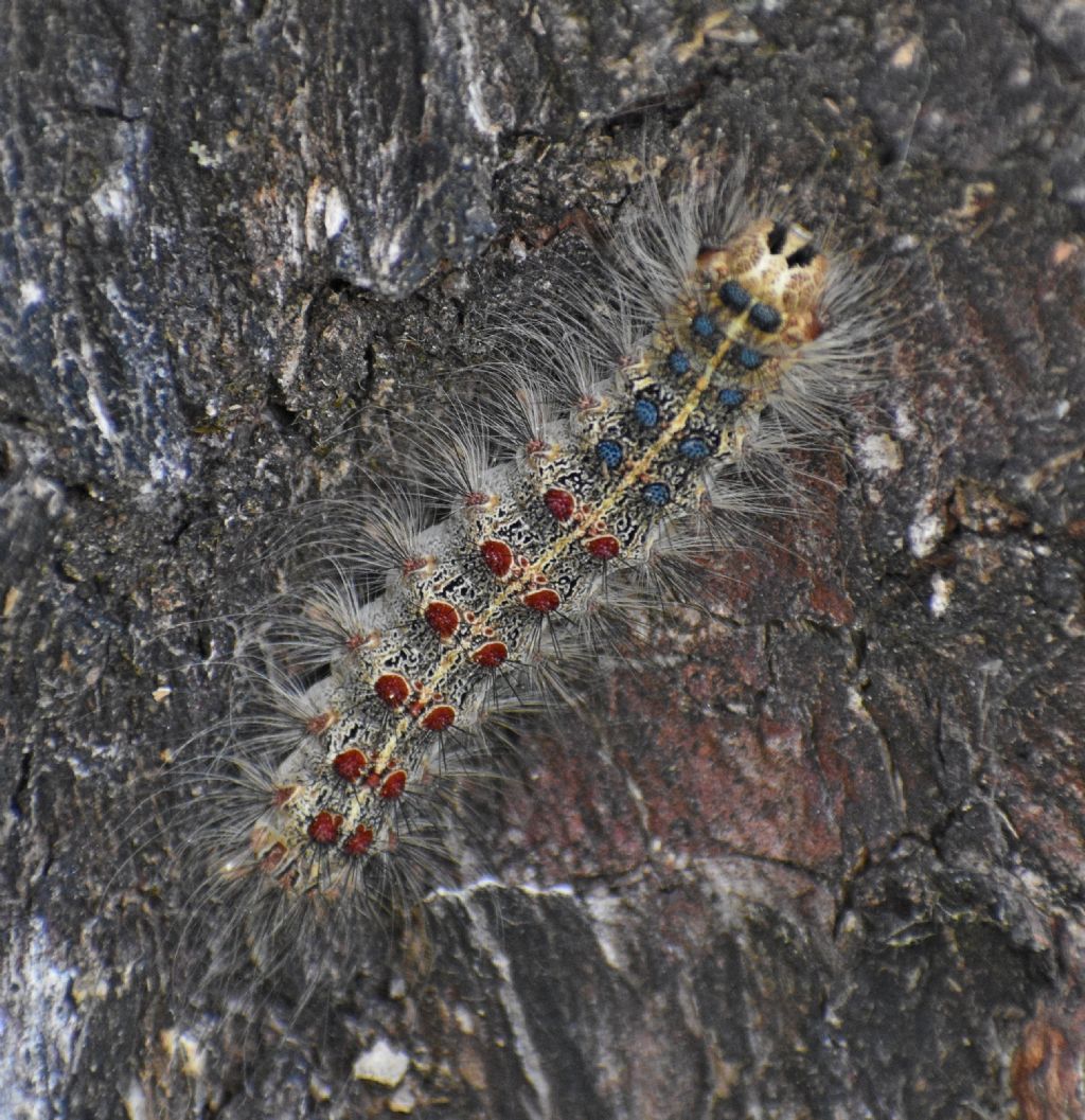 Bruco da identificare - Lymantria dispar